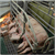 75% back quick end to farrowing crate use